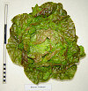 Brauner Trotzkopf
