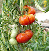 Geisenheimer Frühtomate