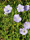 Blaues Wunder