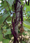 Lila Dußlinger Stangenbohne