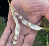 Schnecklesbohne